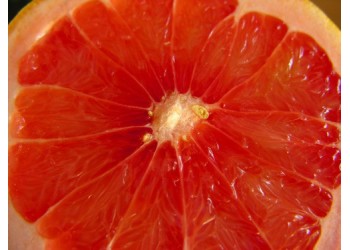 Grapefruit rose
