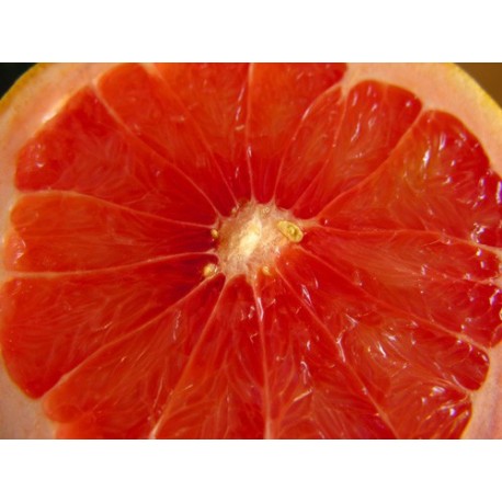 ruby red grapefruit rose