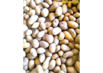 Pomme de terre Anabelle (ferme)