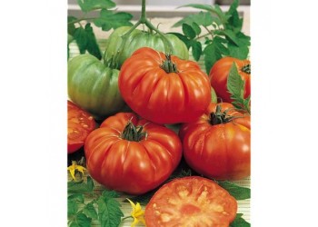Tomates Babouchka