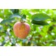 Pomme Gravenstein