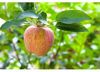 Pomme Gravenstein