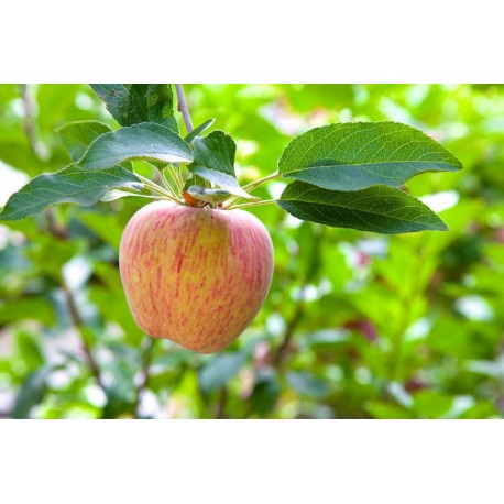 Pomme Gravenstein