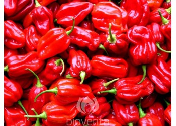 Piment Habanero