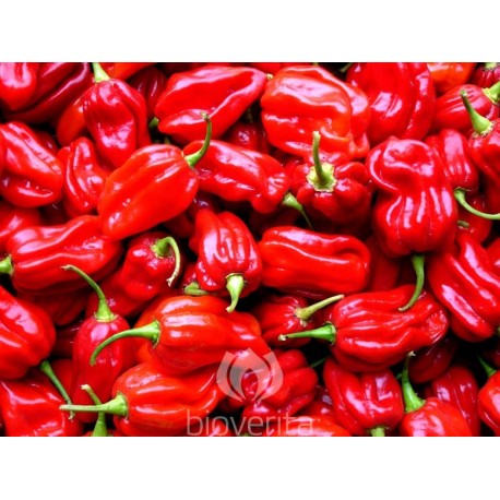 Piment Habanero