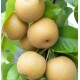 Poire japonaise (Nashi)