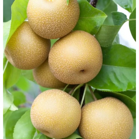 Poire japonaise (Nashi)