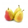 Poire Guyot