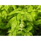 Basilic en vrac pour pesto