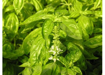Basilic en vrac pour pesto