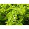 Basilic en vrac pour pesto