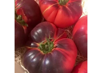 Tomate noire indigo