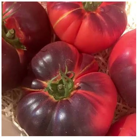 Tomate noire indigo